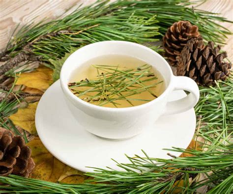 Pine Needle Tea: How To Make It & Benefits .